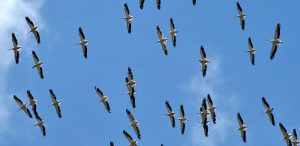 migration birdwatching tours in bulgaria