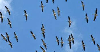 migration birdwatching tours in bulgaria