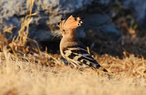 bulgaria birding trips