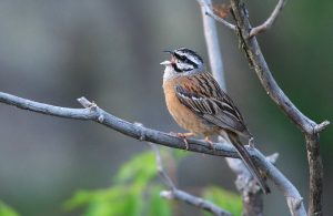 birding holidays in bulgaria