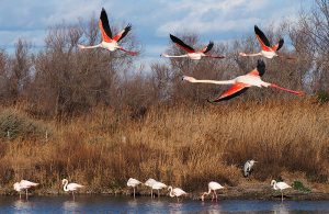lake kerkini birding holiday from bulgaria