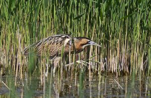 birding tours from sofia