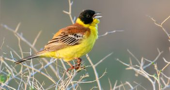 bulgaria birdwatching holidays