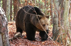 brown bear viewing tor in bulgaria