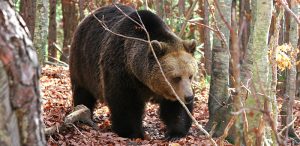brown bear viewing tor in bulgaria