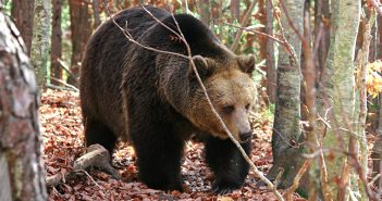 brown bear viewing tor in bulgaria