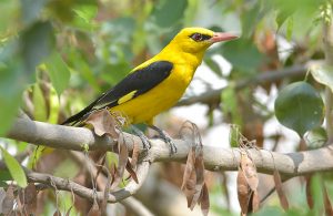 birdwatching tours around sofia