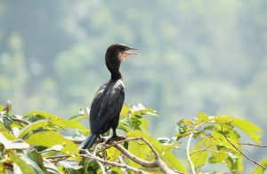 birding tours in bulgaria and kerkini