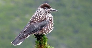 vitosha mountains one-day birding tour from sofia, bulgaria