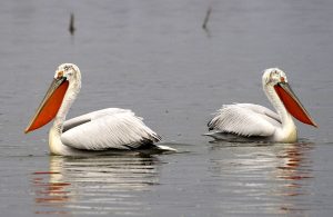 lake kerkini one-day birding tour from sofia