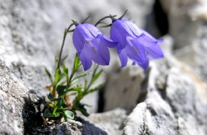 hiking and trekking tours in bulgaria