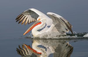 birdwatching bulgaria greece