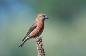 birding tours around sofia
