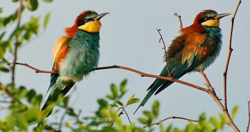 birdwatching holidays in bulgaria