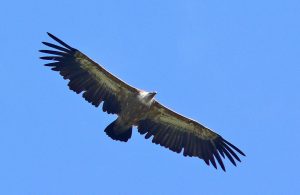 spring birdwatching tour of bulgaria