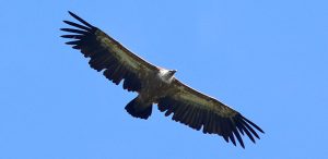 spring birdwatching tour of bulgaria