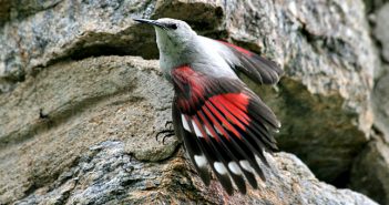 wallcreeper tour from sofia, bulgaria