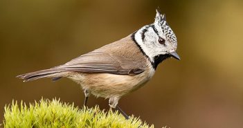 Spring Balkan Birdwatching Tour
